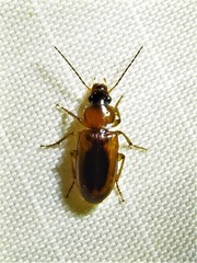 Stenolophus dissimilis