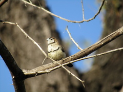 Stizoptera bichenovii bichenovii