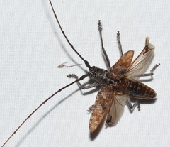 Monochamus titillator