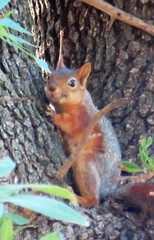 Sciurus anomalus