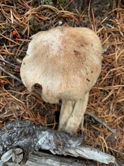 Cortinarius alboglobosus