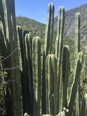 Lophocereus marginatus