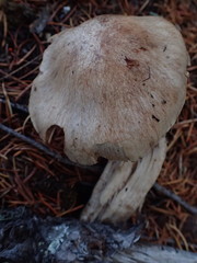 Cortinarius alboglobosus