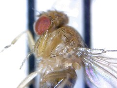 Drosophila melanogaster