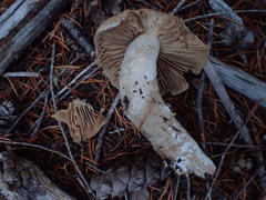 Cortinarius alboglobosus