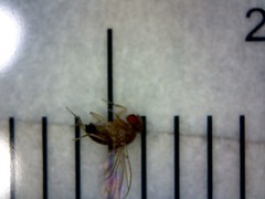 Drosophila melanogaster