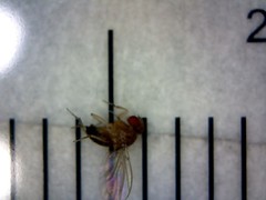 Drosophila melanogaster