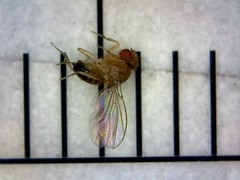 Drosophila melanogaster
