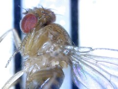Drosophila melanogaster