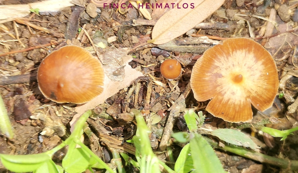 Psilocybe hoogshagenii · November 2020 · photo: © heimatlos (iNaturalist, cc0)