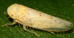 Atanus