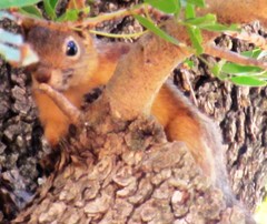 Sciurus anomalus
