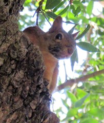 Sciurus anomalus