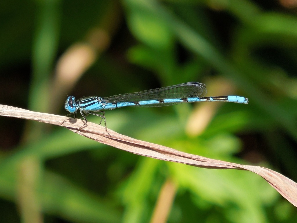 Big Bluet