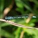 Big Bluet - Photo (c) Dave Govoni, some rights reserved (CC BY-NC-SA), uploaded by Dave Govoni
