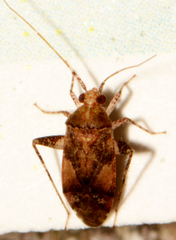 Phytocoris breviusculus