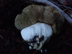 Boletus subalpinus