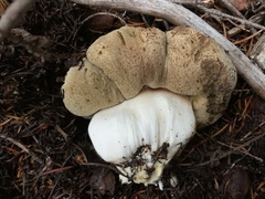 Boletus subalpinus