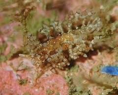 Eubranchus vittatus