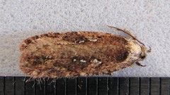 Agonopterix ciliella