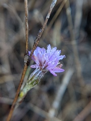 Lessingia hololeuca