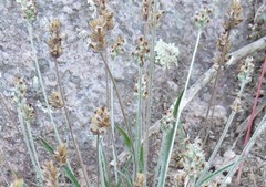 Plantago nivea
