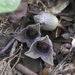 Asarum kurosawae - Photo (c) 空猫 T. N, some rights reserved (CC BY-NC), uploaded by 空猫 T. N