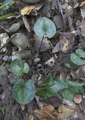 Asarum kurosawae