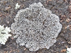 Lecanora oreinoides