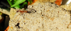 Camponotus amoris