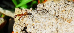 Camponotus amoris