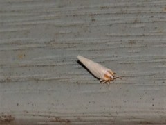 Neocenchrea heidemanni