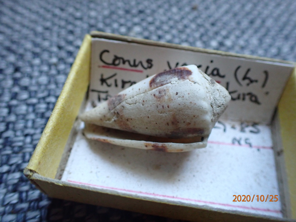 Conus varius