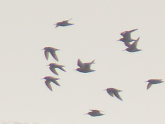 Calidris maritima