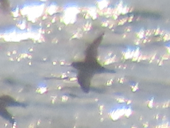 Calidris maritima