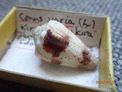 Conus varius