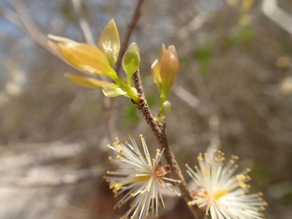 Ludia boinensis