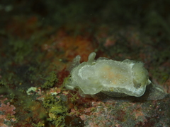 Goniodoris nodosa
