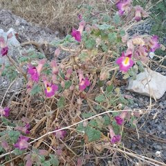 Proboscidea louisianica fragrans