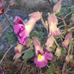 Proboscidea louisianica fragrans
