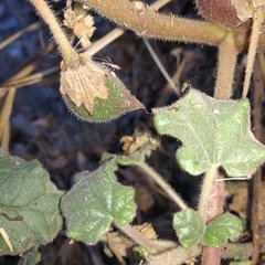 Proboscidea louisianica fragrans