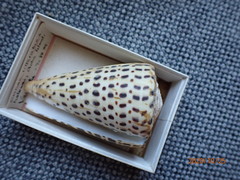 Conus leopardus