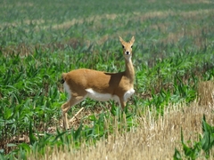 Ourebia ourebi ourebi