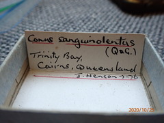 Conus sanguinolentus