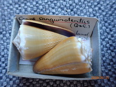 Conus sanguinolentus