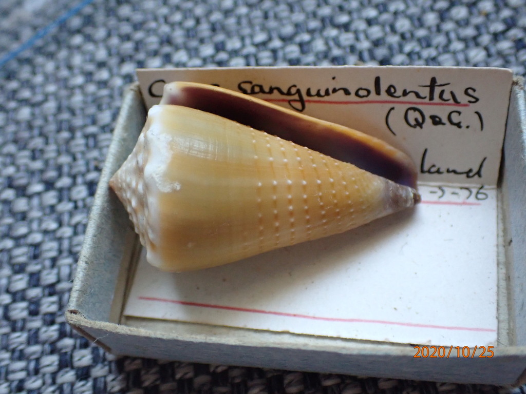Blood-stained cone