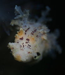Dendronotus
