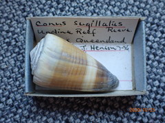 Conus sugillatus