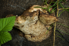 Amylocystis lapponica