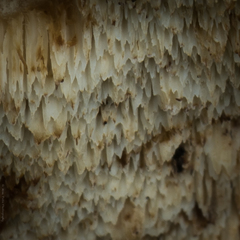 Amylocystis lapponica